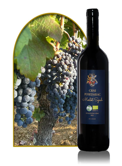 Crni Posedarac, Syrah