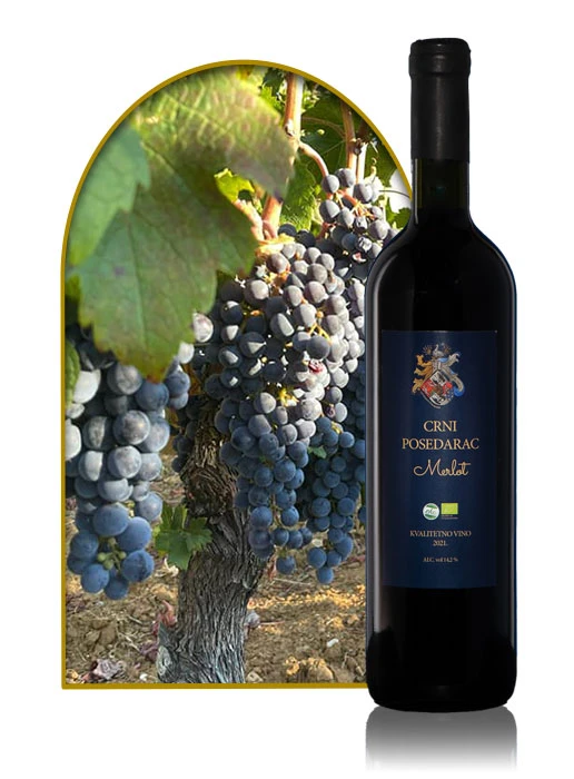 Crni Posedarac, Merlot